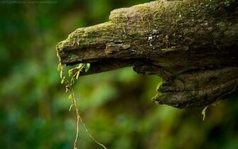 Struggling Roots Wallpaper