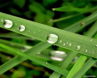 Wallpaper Nature Vista Plants
