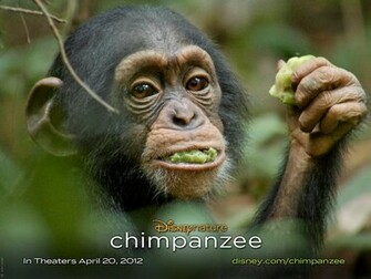 Chimpanzee Wallpaper Jpg
