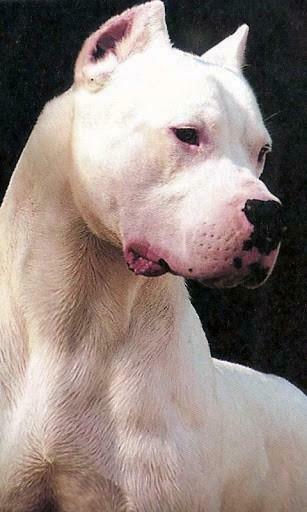 Argentine Dogo Wallpaper For Android By Egor