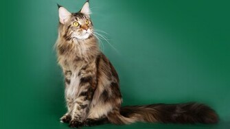 Beautiful Maine Coon Cat On A Green Background Desktop Wallpaper