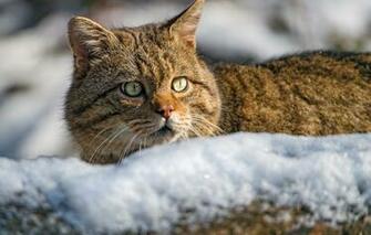 Wallpaper Look Face Snow Wild Cat Wildcat Image For Desktop