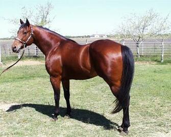 Quarter Horse Wallpaper