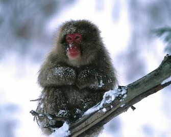 Animal Monkeys Cute Monkey Photos Pictures