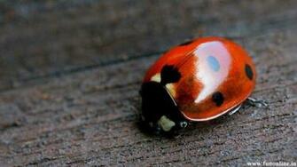 Ladybug Wallpaper Colorful Ladybugs HD