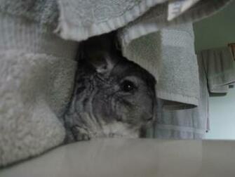 Chinchilla Image Cody