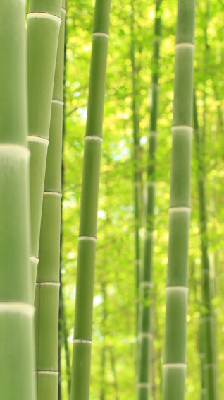 Bamboo HD Wallpaper