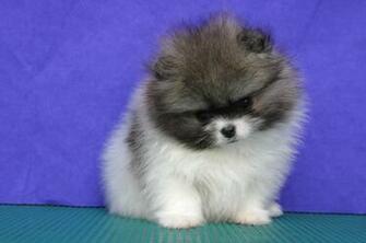 Parti Pomeranian Female Age Of Days