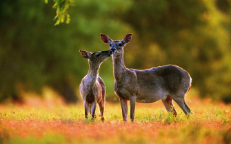 Whitetail Deer Wallpaper Screensaver