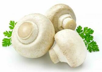 HD Wallpaper Mushrooms