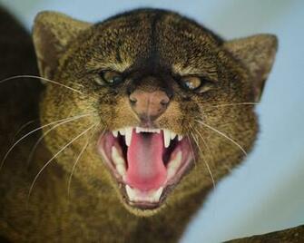 Wallpaper Jaguarundi Grin Aggression Muzzle