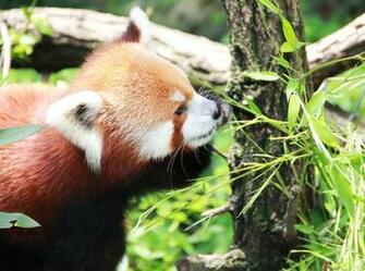 Red Panda