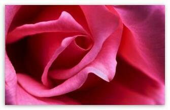 Hot Pink Rose Close Up HD Wallpaper For Standard Fullscreen