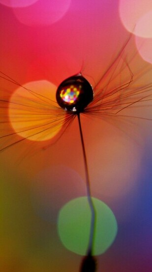 Wallpaper Dandelion Drop Multicolored Spots Samsung