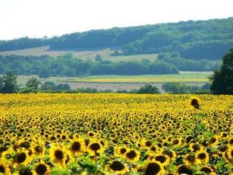 Beautiful Feild Flowers Nature Scenery Summer Image On