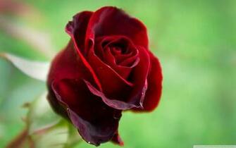 Beautiful Red Roses Photo