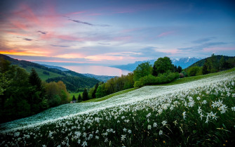 Nature Landscape Field Trees White Flowers Spring Sunrise