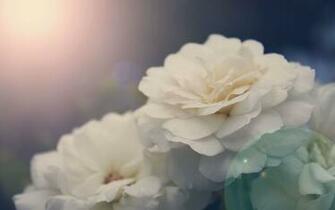 Peony Wallpaper White Walldevil Best Desktop