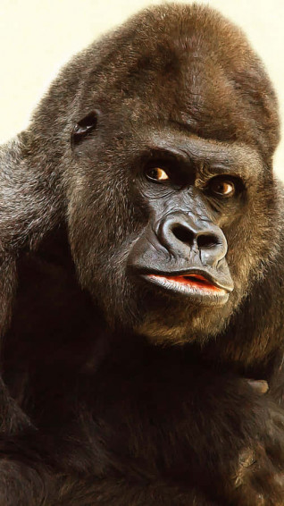 iPhone Xs Max Gorilla Sfondo Wallpaper
