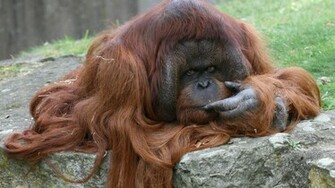 Orangutan Wallpaper