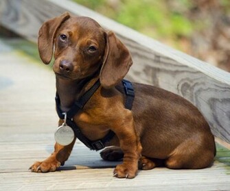 Maltese And Dachshund Wallpaper Dog Breeds Picture