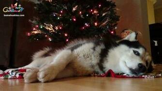 Christmas Siberian Husky Pictures Puppies