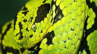 Green And Black Snake High Definition Wallpaper HD