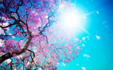 Love Or Romance Photos Spring Sunshine Flowers Wallpaper