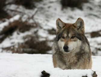 Lone Wolf Wallpaper