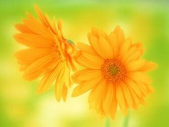 Beautiful Flower Desktop Wallpaper HD Flow