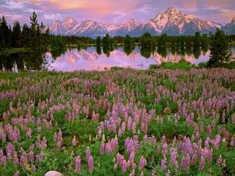 Pilgrim Creek Grand Teton National Park Wyoming Wallpaper