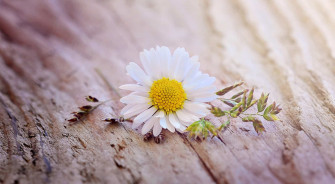 Daisy Wallpaper HD
