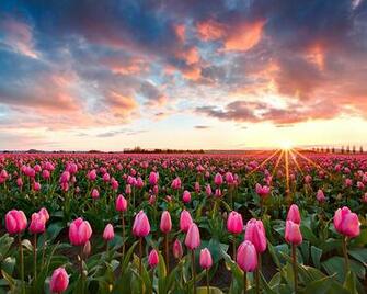 Skagit Valley Tulip Festival By Kevin Pieper Earth Shots