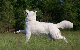 Samoyed HD Wallpaper Background Image