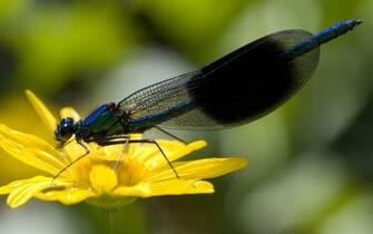 Bugs Insects With Image Damselfly Animals Beautiful