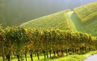 Grapes Wallpaper Desktop