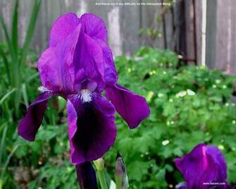 Irises Flowers Wallpaper