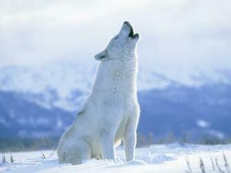 Llatkert Howling Arctic Wolf Canada K P Clip Art Library