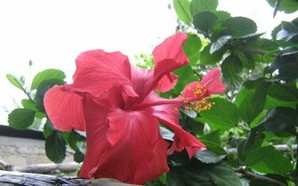 Tropical Flowers