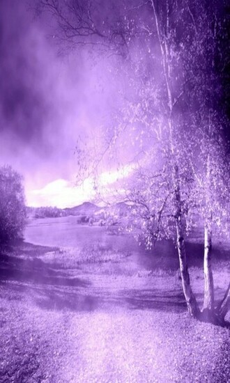Blackberry Purple Green Nature Wallpaper For Personal Account