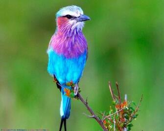 Lavender Blue Bird Sorry I Don T Know The Name Of This One But It