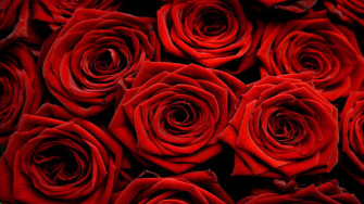 Wow Wallpaper Cute Roses