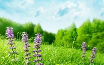 High Resolution Dual Monitor Wallpaper Green HD New