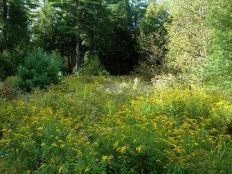 Late Summer Field Canada Wallpaper Size Pictures