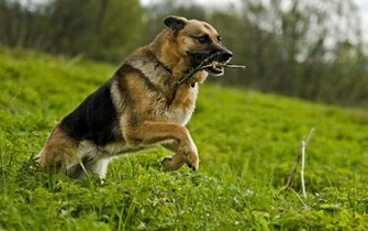 German Shepherd Dog HD Wallpaper All About