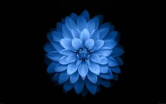 Blue Lotus Flower Wallpaper For Your Personal Computer Pc