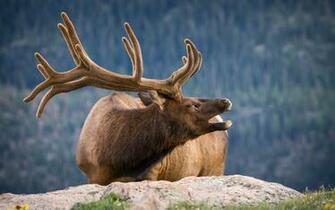 Deer Computer Wallpaper Desktop Background Id