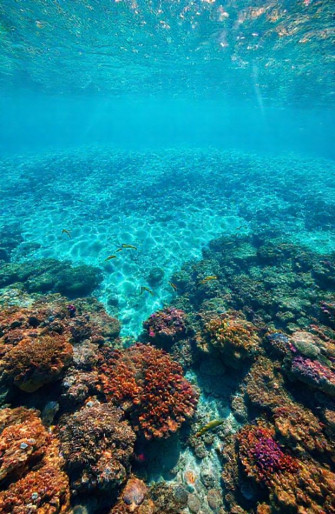 Ocean Floor Wallpaper