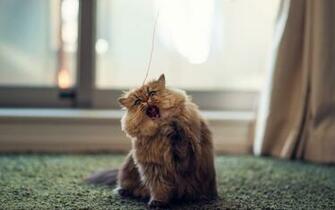 Kitten Play Bokeh HD Wallpaper