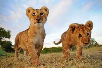 Lion Picture Collection